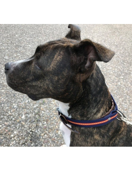 CLAR DE PERRO ESPAÑA