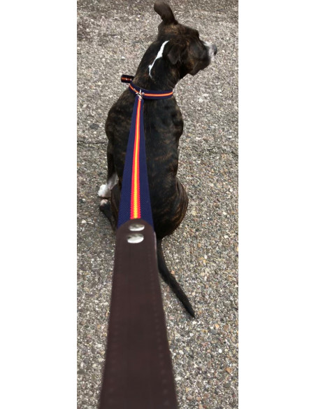 CORREA DE PERRO AZUL ESPAÑA